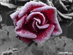 Cold rose